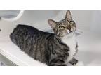 Adopt Missy a Domestic Shorthair / Mixed (short coat) cat in Prairie du Chien