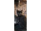 Adopt Jet a All Black Domestic Shorthair (short coat) cat in Adjala