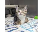 Adopt Smarty a Domestic Shorthair / Mixed (short coat) cat in Sunrise Beach