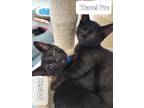 Adopt Travel Pro - Orange Collar a All Black Domestic Shorthair / Mixed (short