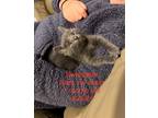 Adopt Swissgear a All Black Domestic Shorthair / Mixed (short coat) cat in Fort