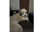 Adopt Tiko a Tricolor (Tan/Brown & Black & White) Aussiedoodle / Mixed dog in