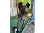 Adopt Floppy a Brindle Labrador Retriever / Mixed dog in Huntington