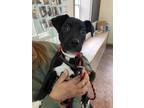 Adopt Teeter a Black - with White Labrador Retriever / Mixed dog in Huntington