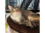 Adopt Twix a Domestic Shorthair / Mixed (short coat) cat in Lagrange