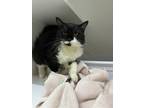 Adopt Smudge a Domestic Mediumhair / Mixed (medium coat) cat in Lagrange