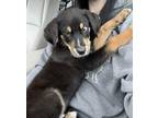 Adopt Jenson a Terrier (Unknown Type, Medium) dog in Deerfield, MI (41351481)