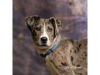 Adopt Barney a Great Dane / Akita / Mixed dog in Newberg, OR (41322613)