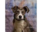 Adopt Stubby a Great Dane / Akita / Mixed dog in Newberg, OR (41253699)