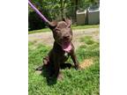 Adopt Tilly a Brown/Chocolate Labrador Retriever / Mixed dog in Huntington