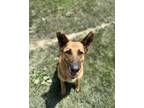 Adopt Juniper a German Shepherd Dog / Mixed dog in Defiance, OH (40386094)
