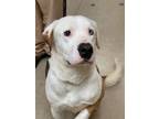 Adopt Ace A047474 a Staffordshire Bull Terrier / Mixed Breed (Medium) / Mixed