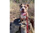 Adopt Zena a American Pit Bull Terrier / Mixed dog in Glenfield, NY (41369059)