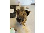 Adopt BRANDO a German Shepherd Dog / Mixed dog in Lindsay, CA (41136134)