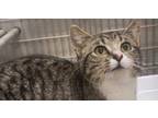 Adopt Lil Baby a Spotted Tabby/Leopard Spotted American Shorthair cat in