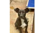 Adopt Daeva a Black Labrador Retriever / Mountain Cur dog in Richfield