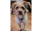 Adopt Scruffy a Jack Russell Terrier / Mixed dog in Elkhart, IN (39328689)