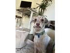Adopt Chubbie a White Shih Tzu / Mixed dog in San Diego, CA (41368942)