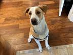 Adopt HOUSTON (Local) KY a Labrador Retriever dog in Langley, BC (41269403)