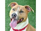 Adopt Columbo a Tan/Yellow/Fawn American Pit Bull Terrier / Mixed dog in