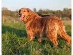 Adopt Phoebe a Tan/Yellow/Fawn Golden Retriever / Mixed dog in Armonk
