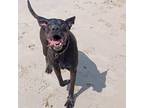 Adopt Jax a Black Labrador Retriever / Mixed dog in Sneads Ferry, NC (40625853)
