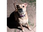 Adopt Moxie a American Staffordshire Terrier dog in Rosenberg, TX (41368653)