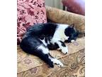 Adopt Momo a Black & White or Tuxedo Domestic Shorthair / Mixed (short coat) cat