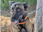 Adopt Commander a Black Belgian Shepherd dog in Wildomar, CA (41339901)