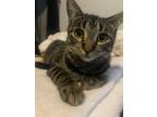 Adopt Morticia a Black (Mostly) Tabby / Mixed (short coat) cat in Phoenix