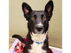 Adopt Apple a Black Border Collie / Shepherd (Unknown Type) / Mixed (short coat)