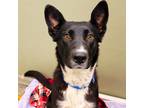 Adopt Apple a Black Border Collie / Shepherd (Unknown Type) / Mixed dog in