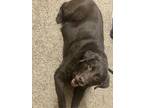 Adopt Max a Brown/Chocolate Labrador Retriever / Mixed dog in Hermitage