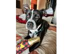 Adopt Teagan a Black - with White American Pit Bull Terrier / Mixed dog in