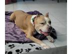 Adopt Reese a Tan/Yellow/Fawn - with White American Pit Bull Terrier / Mixed dog