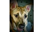 Adopt Mirabella a German Shepherd Dog dog in Rosenberg, TX (41368644)