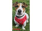 Adopt Freddy a Tricolor (Tan/Brown & Black & White) Jack Russell Terrier /