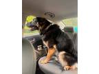 Adopt Charlie a Black - with Tan, Yellow or Fawn German Shepherd Dog / Mixed dog