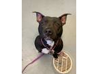 Adopt Peanut a American Pit Bull Terrier / Mixed Breed (Medium) / Mixed dog in