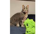 Adopt Hopscotch a Gray, Blue or Silver Tabby Domestic Shorthair cat in Joliet