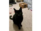 Adopt Buggles a Black (Mostly) Domestic Shorthair cat in Joliet, IL (41368659)