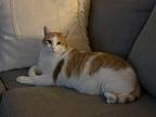 Adopt Raffi a White (Mostly) Domestic Shorthair cat in Joliet, IL (41368658)