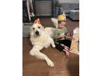 Adopt Sully a Tan/Yellow/Fawn - with White Great Pyrenees / Mixed dog in Fuquay