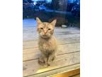 Adopt Mr.Kitty a Orange or Red Tabby Tabby / Mixed (short coat) cat in Winston