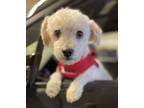 Adopt Loveable Levi a White - with Tan, Yellow or Fawn Bichon Frise / Mixed dog