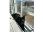 Adopt Cosmo a All Black Bombay / Mixed (short coat) cat in Queens Village