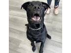 Adopt Queso Dip a Black Mixed Breed (Large) / Mixed dog in Edmonton