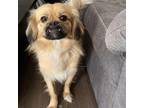 Adopt Chickpea a Tan/Yellow/Fawn Pekingese / Mixed dog in Edmonton
