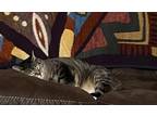 Adopt Whiskers a Gray, Blue or Silver Tabby Domestic Shorthair / Mixed (short