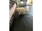 Adopt Sunny a White Domestic Mediumhair (short coat) cat in San Dimas